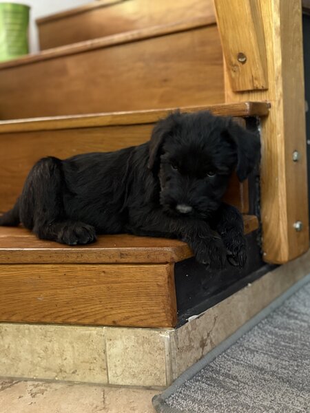 Pui de Schnauzer Urias