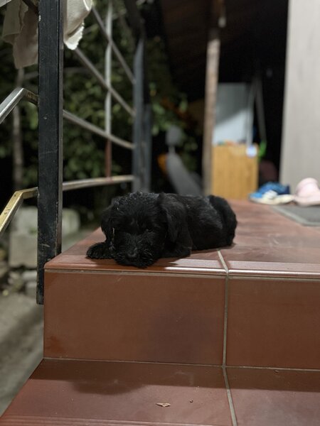 Pui de Schnauzer Urias