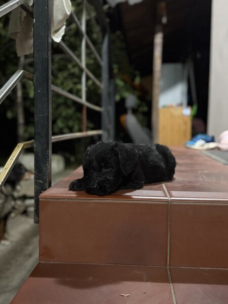 Pui de Schnauzer Urias