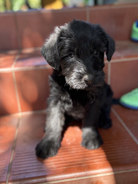 Pui de Schnauzer Urias