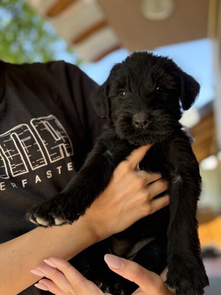 Pui de Schnauzer Urias