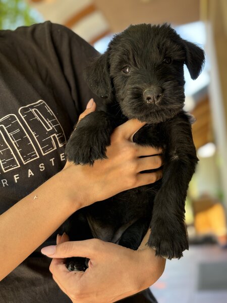 Pui de Schnauzer Urias