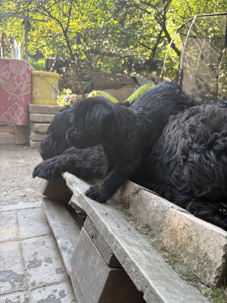 Pui de Schnauzer Urias