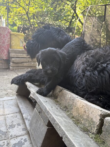 Pui de Schnauzer Urias