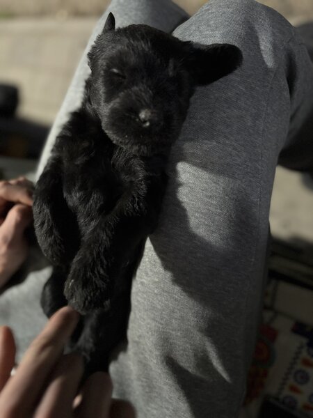 Pui de Schnauzer Urias
