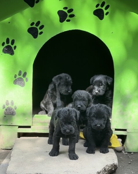 Pui de Schnauzer Urias
