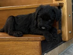 Pui de Schnauzer Urias