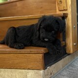 Pui de Schnauzer Urias